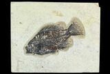 Fossil Fish (Cockerellites) - Green River Formation #129693-1